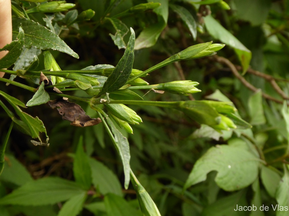 Strobilanthes deflexa T.Anderson